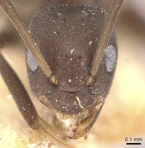 Paraparatrechina emarginata specimen