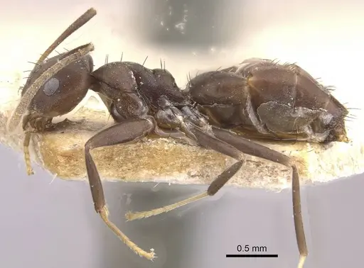 Paraparatrechina emarginata specimen