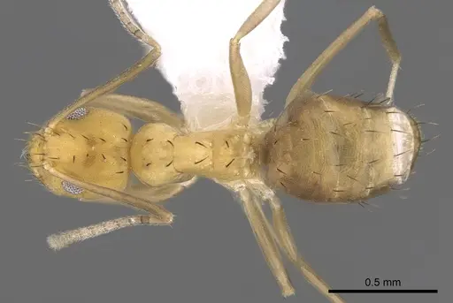 Paraparatrechina foreli specimen