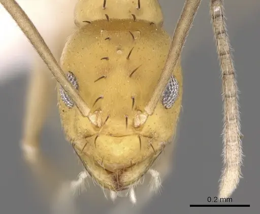 Paraparatrechina foreli specimen