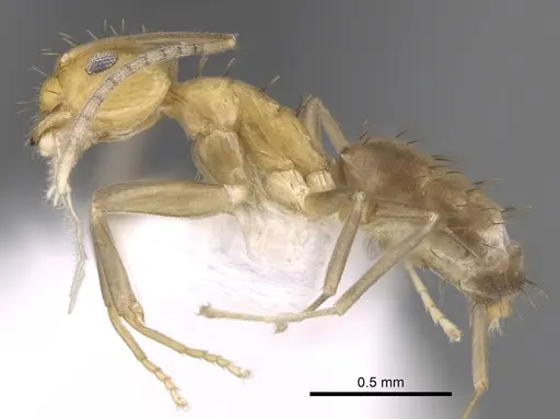 Paraparatrechina foreli specimen