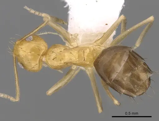 Paraparatrechina foreli - CASENT0281128