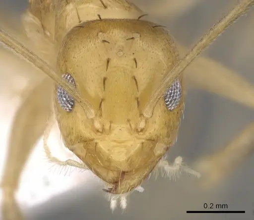 Paraparatrechina foreli - CASENT0281128