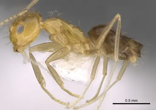 Paraparatrechina foreli - CASENT0281128