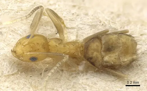 Paraparatrechina foreli - CASENT0905668