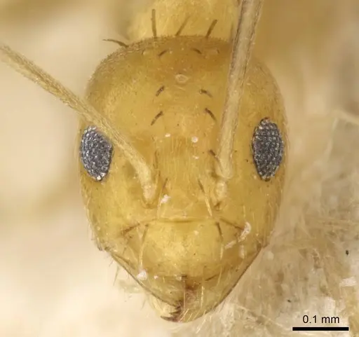 Paraparatrechina foreli - CASENT0905668