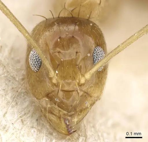 Paraparatrechina foreli - CASENT0905669