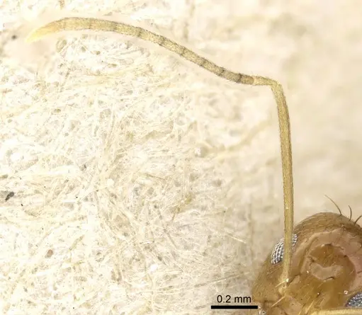 Paraparatrechina foreli - CASENT0905669