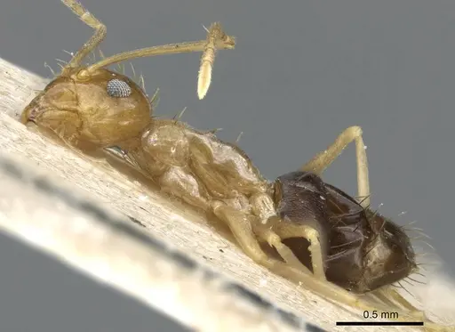 Paraparatrechina foreli - CASENT0905669