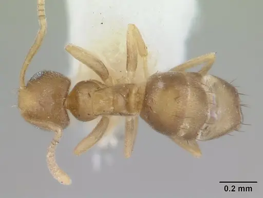 Paraparatrechina gnoma specimen