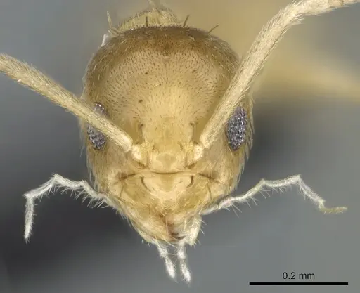 Paraparatrechina illusio specimen