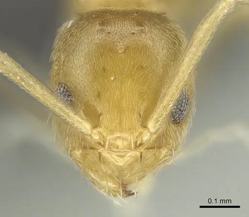 Paraparatrechina illusio specimen