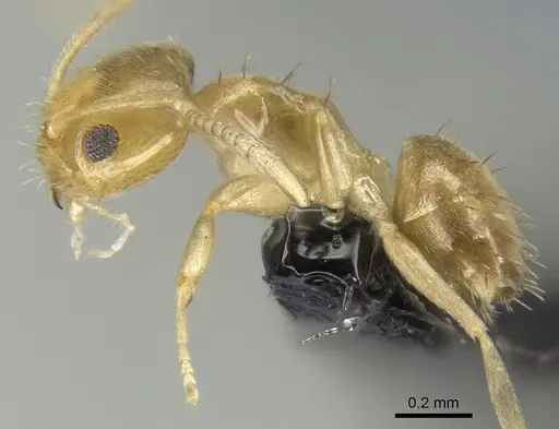 Paraparatrechina illusio - CASENT0159099