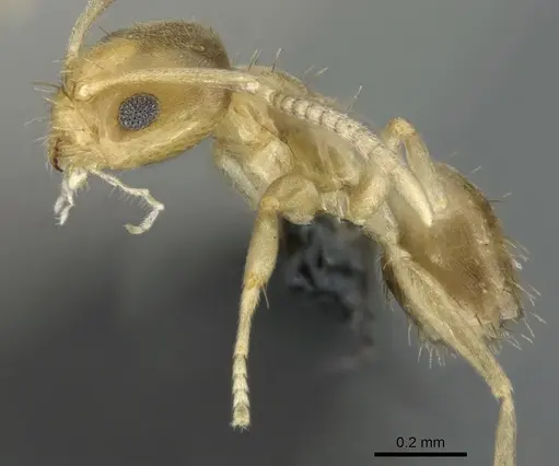 Paraparatrechina illusio - CASENT0159099