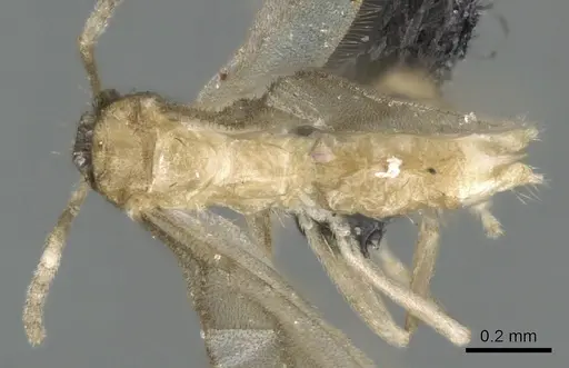 Paraparatrechina illusio - CASENT0159242