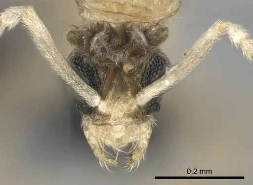 Paraparatrechina illusio - CASENT0159242