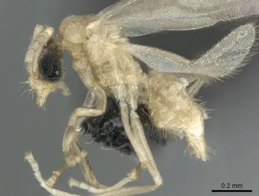 Paraparatrechina illusio - CASENT0159242