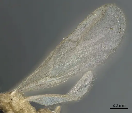 Paraparatrechina illusio - CASENT0159242