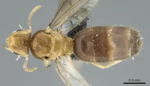 Paraparatrechina illusio - CASENT0160097