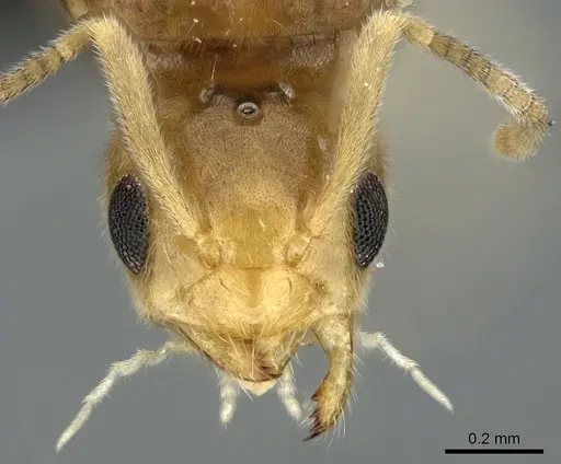 Paraparatrechina illusio - CASENT0160097