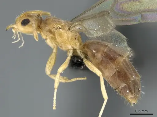 Paraparatrechina illusio - CASENT0160097