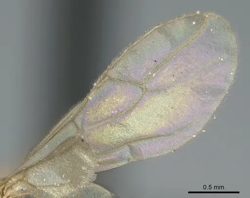 Paraparatrechina illusio - CASENT0160097