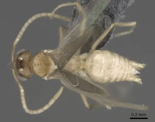 Paraparatrechina illusio - CASENT0914145