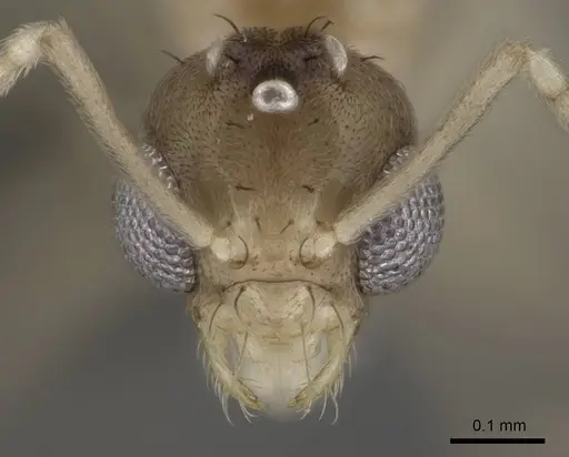 Paraparatrechina illusio - CASENT0914145