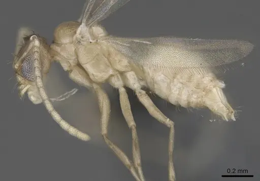 Paraparatrechina illusio - CASENT0914145