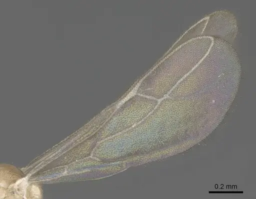 Paraparatrechina illusio - CASENT0914145