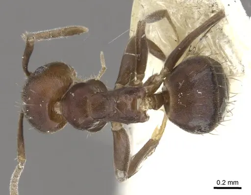 Paraparatrechina iridescens specimen