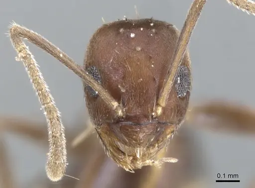 Paraparatrechina iridescens specimen