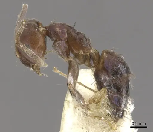 Paraparatrechina iridescens specimen