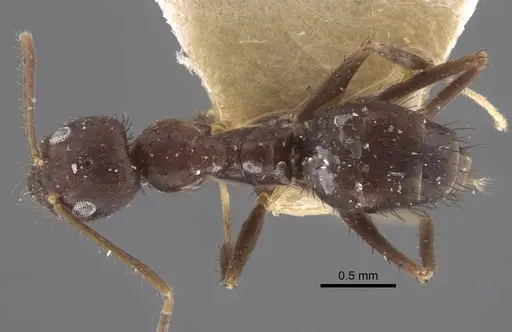 Paraparatrechina koningsbergeri specimen