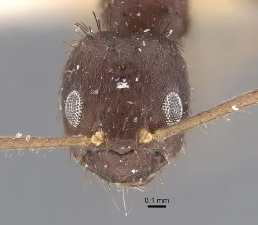 Paraparatrechina koningsbergeri specimen