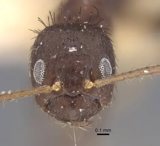 Paraparatrechina koningsbergeri specimen