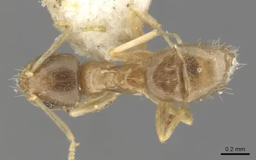 Paraparatrechina lecamopteridis specimen