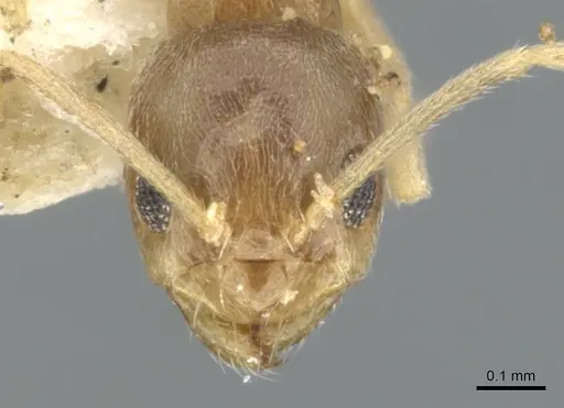 Paraparatrechina lecamopteridis specimen