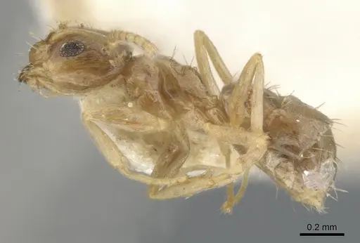 Paraparatrechina lecamopteridis specimen