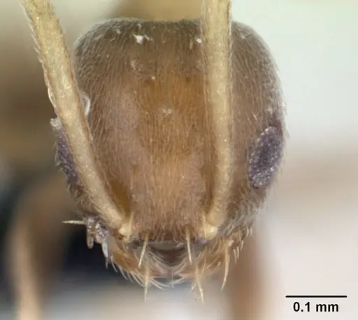 Paraparatrechina luminella specimen