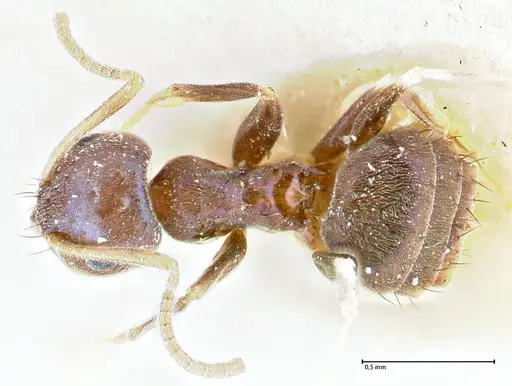 Paraparatrechina malaccana specimen