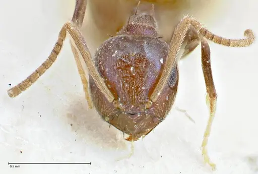 Paraparatrechina malaccana specimen