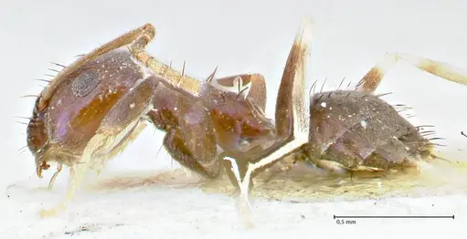 Paraparatrechina malaccana specimen