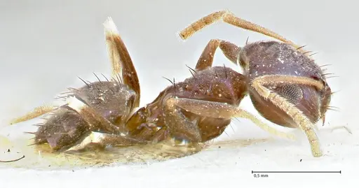 Paraparatrechina malaccana - FOCOL2717