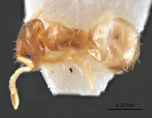 Paraparatrechina minutula specimen