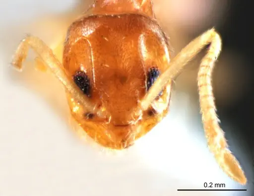 Paraparatrechina minutula specimen