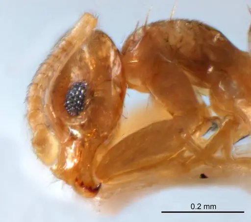 Paraparatrechina minutula specimen