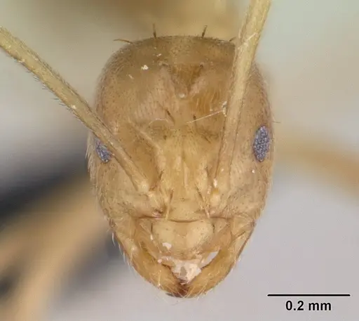 Paraparatrechina myops specimen