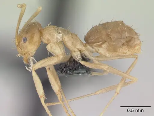 Paraparatrechina myops specimen