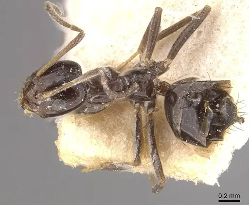 Paraparatrechina nettae specimen